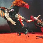 Introduction to the history of fighting cocks