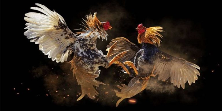 Game cocks